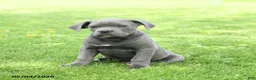 Cane Corso dogs for sale: Spike - Ad 3