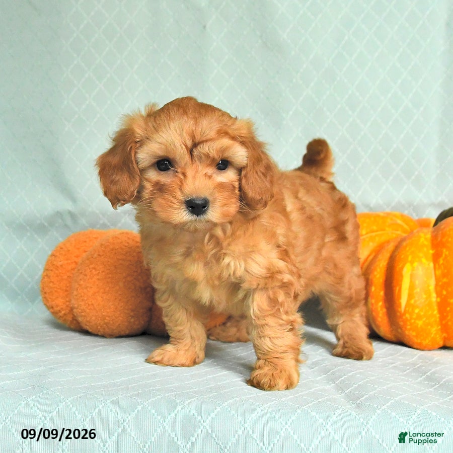 Maltipoo dogs Toby - Ad 2