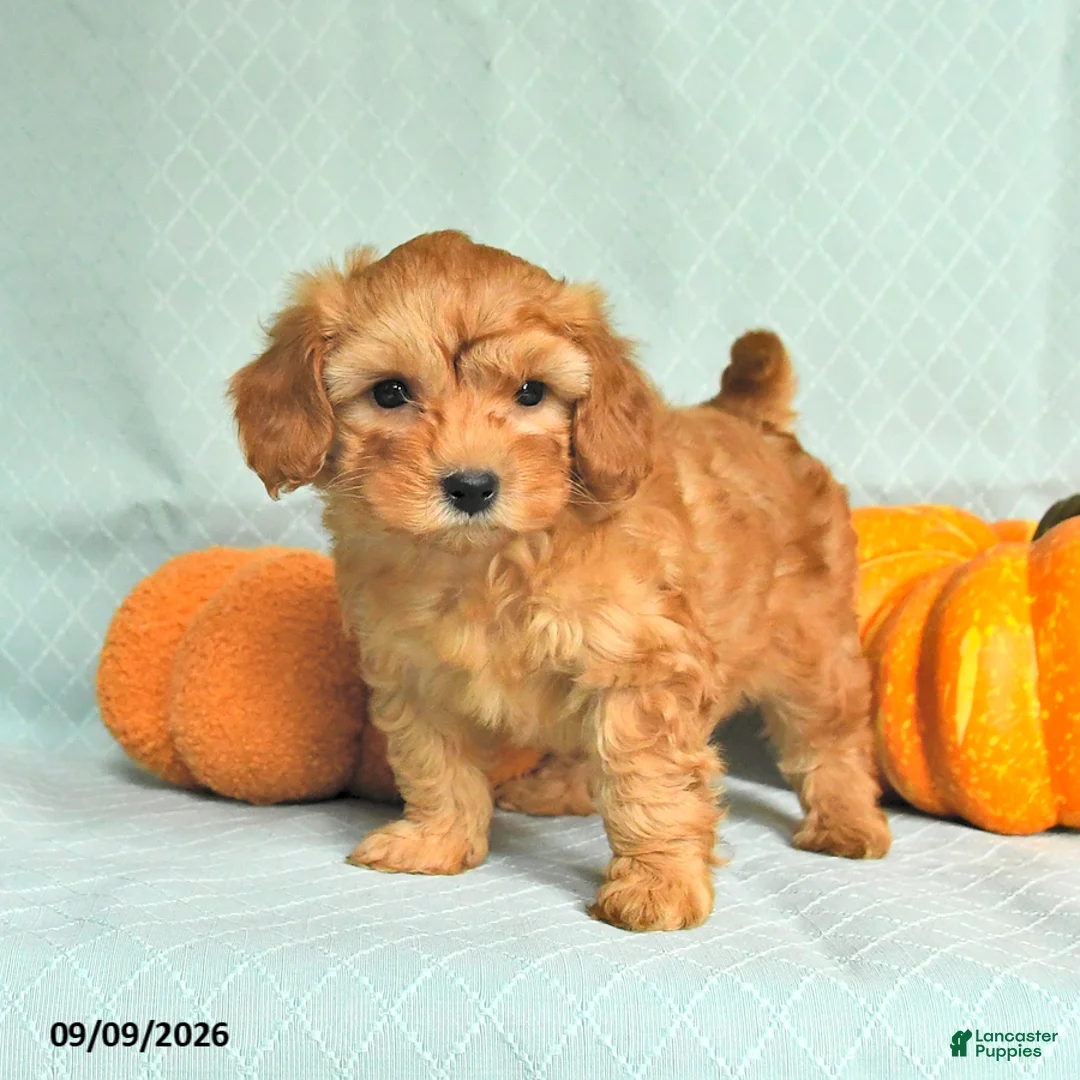 Maltipoo dogs for sale: Toby - Ad 2