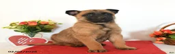 Belgian Malinois dogs for sale: Rebel - Ad 5
