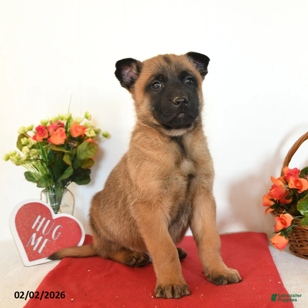 Belgian Malinois dogs for sale: Rebel - Ad 5