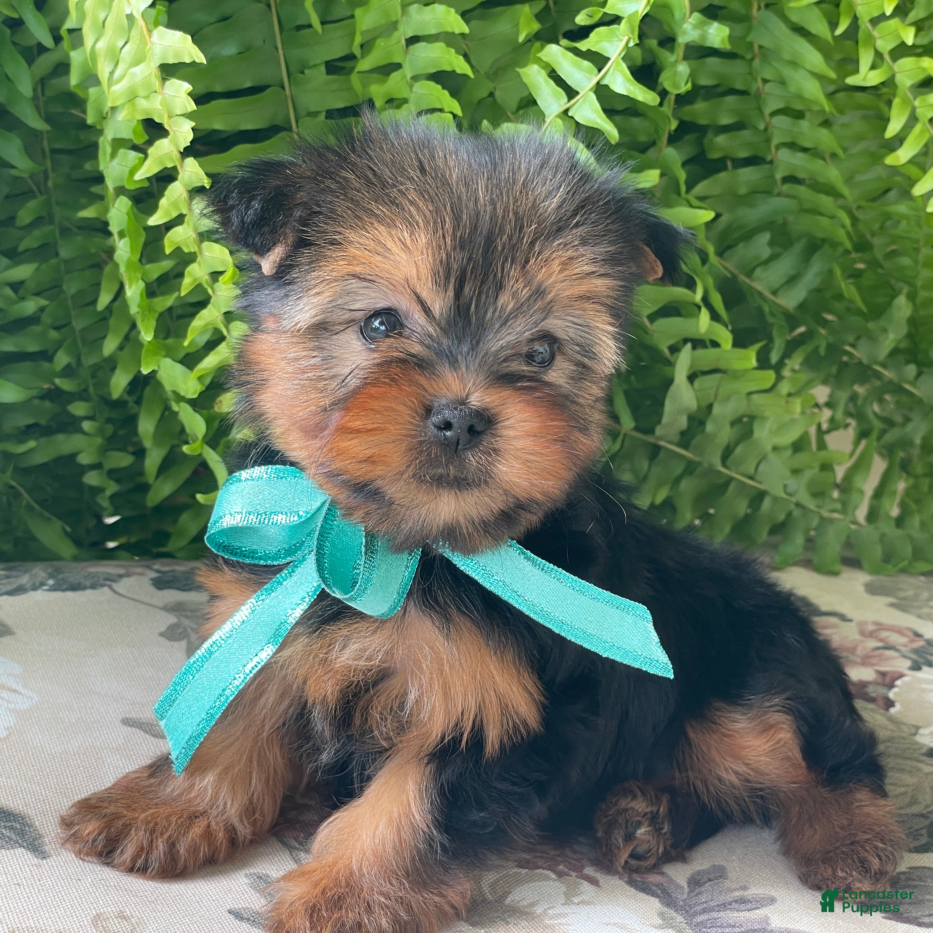 Yorkshire Terrier dogs Sushi - Ad 2