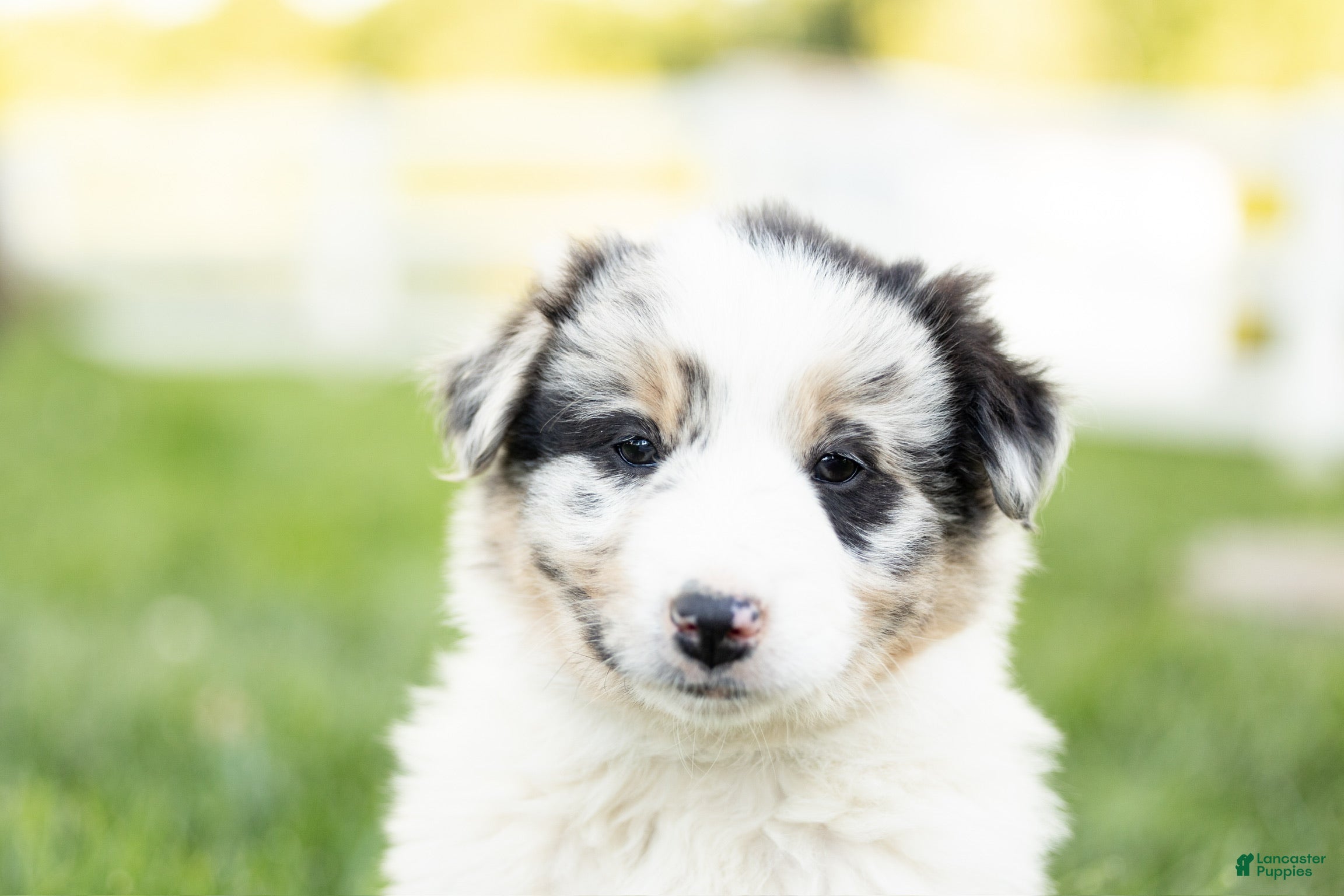 Max