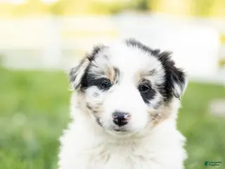 Mixed Breed dogs for sale: Max - Ad 4