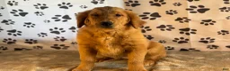 Golden Retriever dogs for sale: Jane - Ad 4