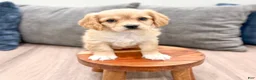 Cavachon dogs for sale: Gracie - Ad 2