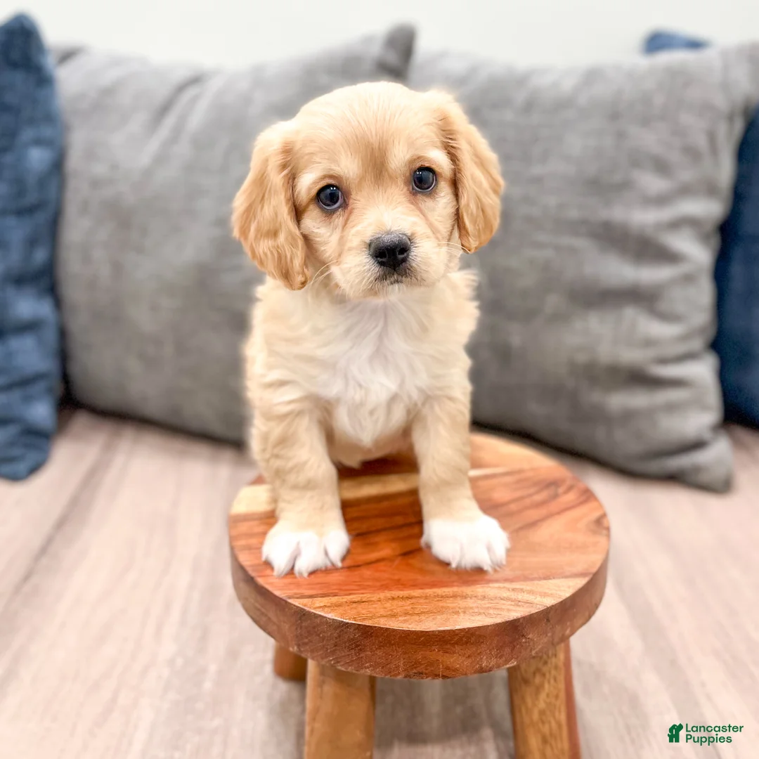Cavachon dogs for sale: Gracie - Ad 2