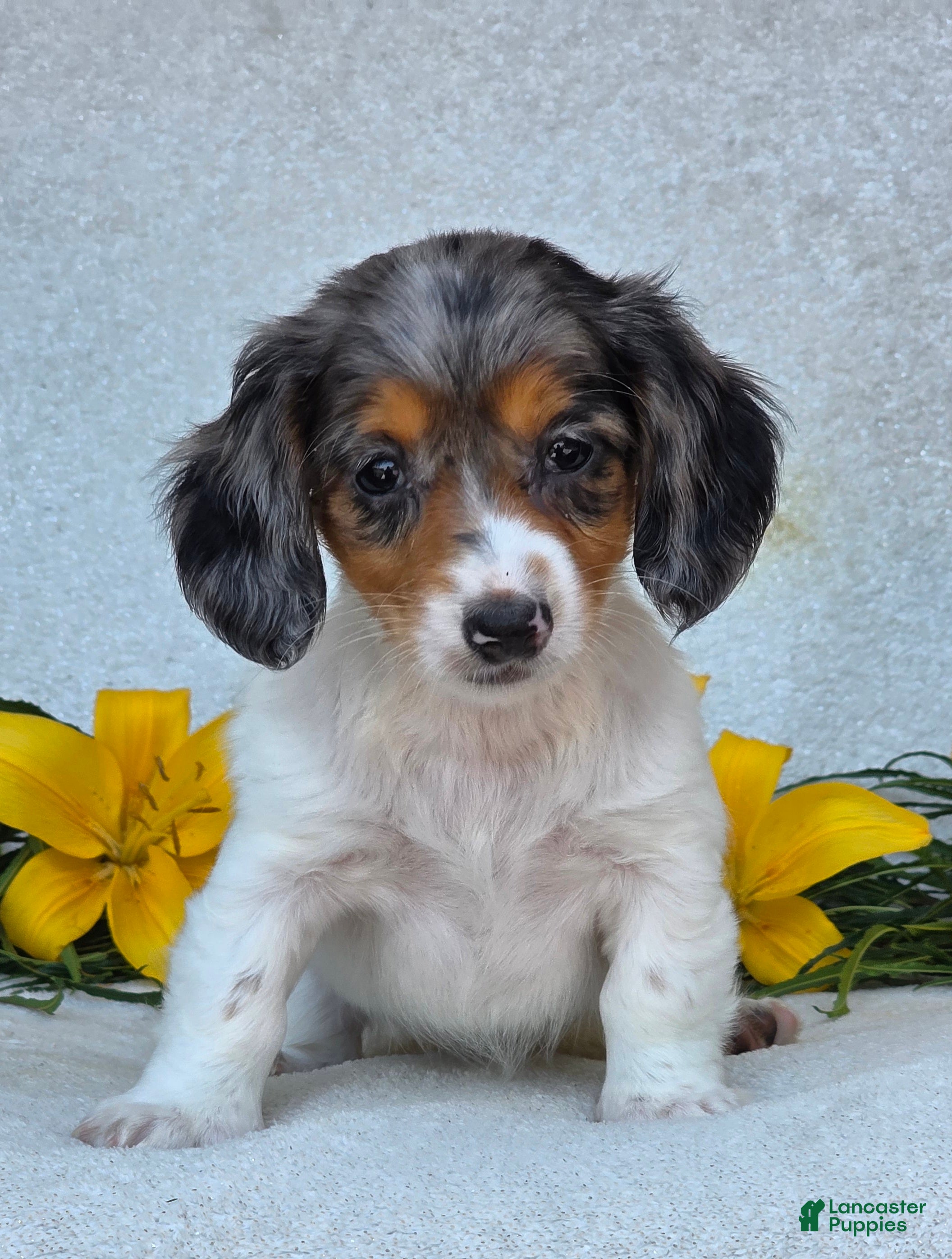 Miniature Dachshund dogs Macie - Ad 2