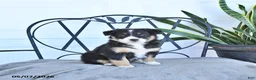 Australian Shepherd dogs for sale: Ashley - Ad 1