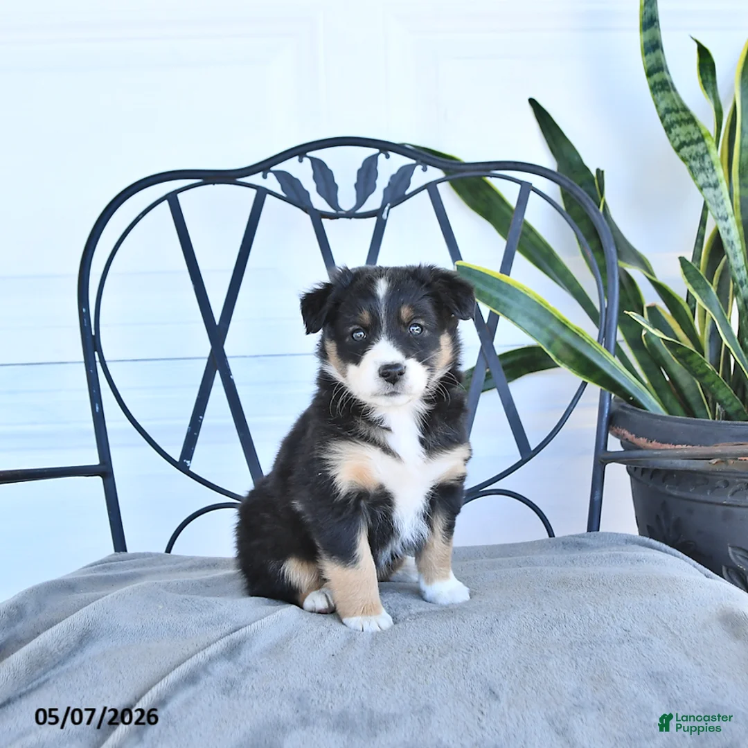 Australian Shepherd dogs for sale: Ashley - Ad 1