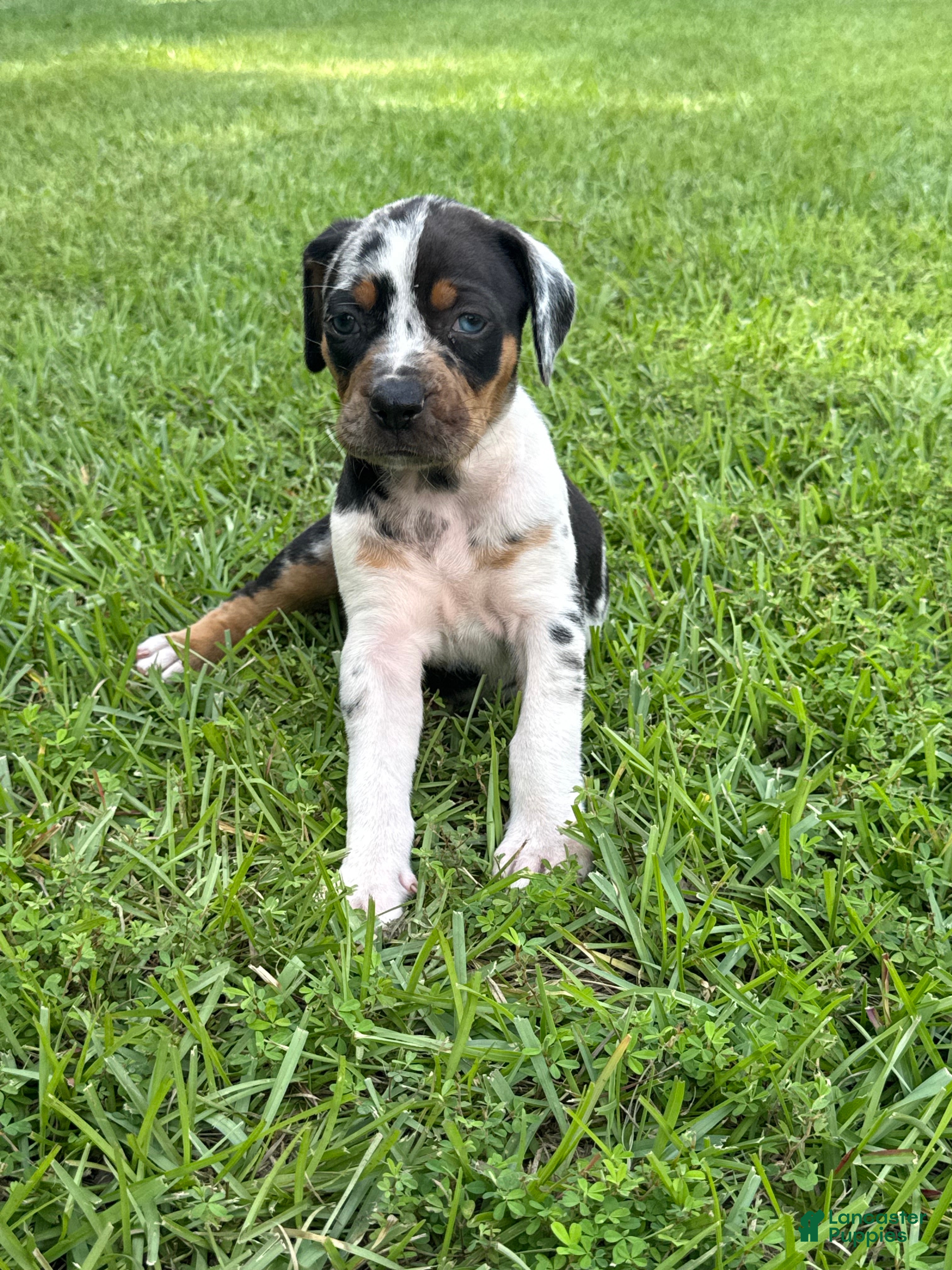 Catahoula Leopard Dog dogs Blue Girl - Ad 1