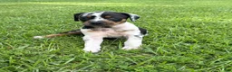 Catahoula Leopard Dog dogs for sale: Blue Girl - Ad 3