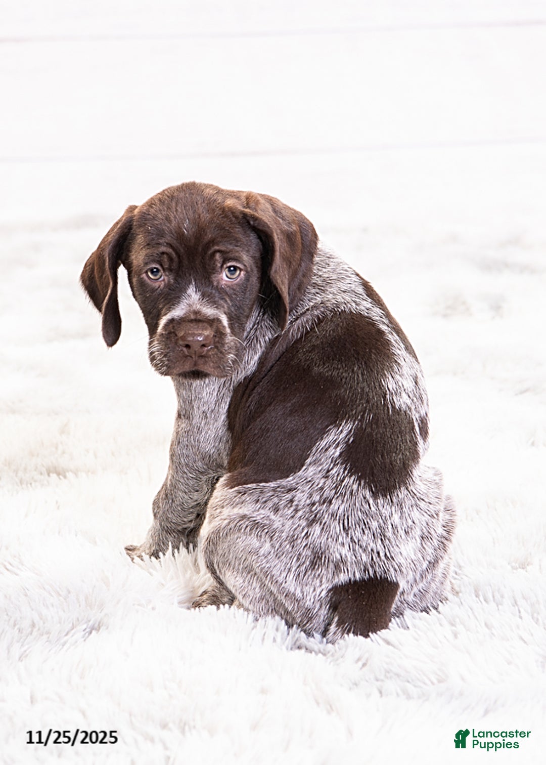 Mixed Breed dogs for sale: Remi - Ad 2