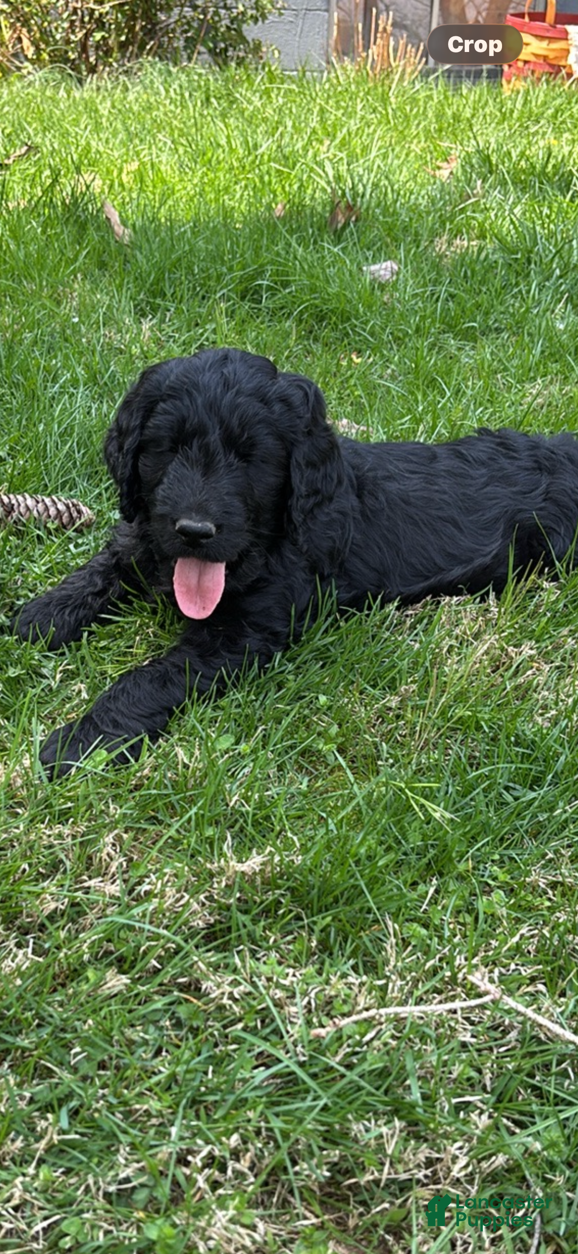 Goldendoodle dogs Goldendoodle Puppy 6 - Ad 2