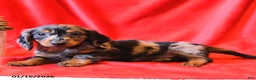 Miniature Dachshund dogs for sale: Domino - Ad 2