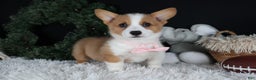 Welsh Corgi Pembroke dogs for sale: Honey - Ad 14