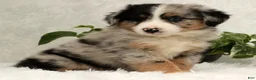 Miniature Australian Shepherd dogs for sale: Stormy - Ad 3