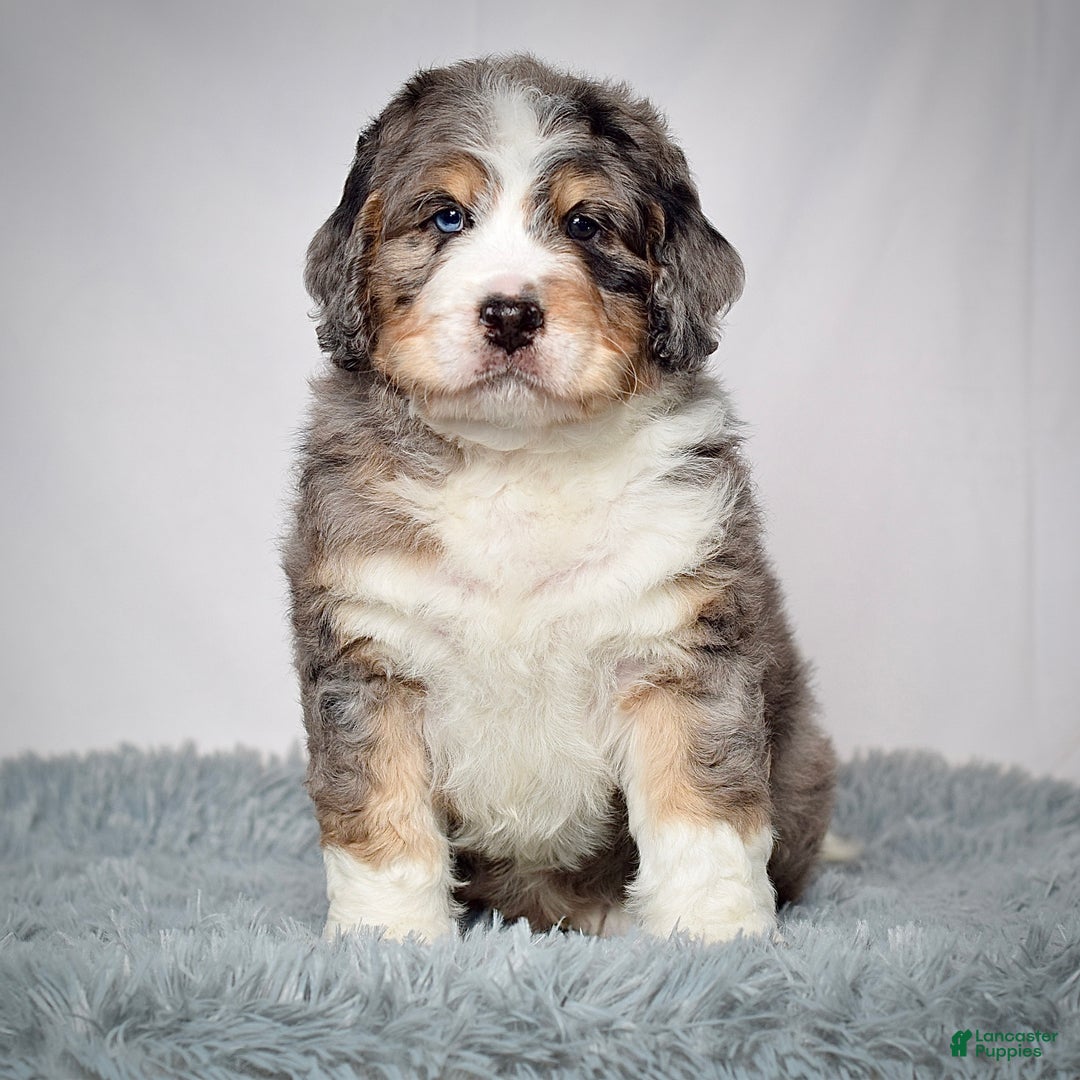 Bernedoodle dogs for sale: Mr. Sammy - Ad 1