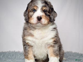 Bernedoodle dogs Mr. Sammy - Ad 13