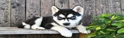 Siberian Husky dogs for sale: Ruby - Ad 1