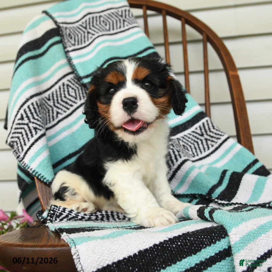 Cavalier King Charles Spaniel dogs Hatty - Ad 2