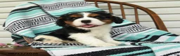 Cavalier King Charles Spaniel dogs for sale: Hatty - Ad 2