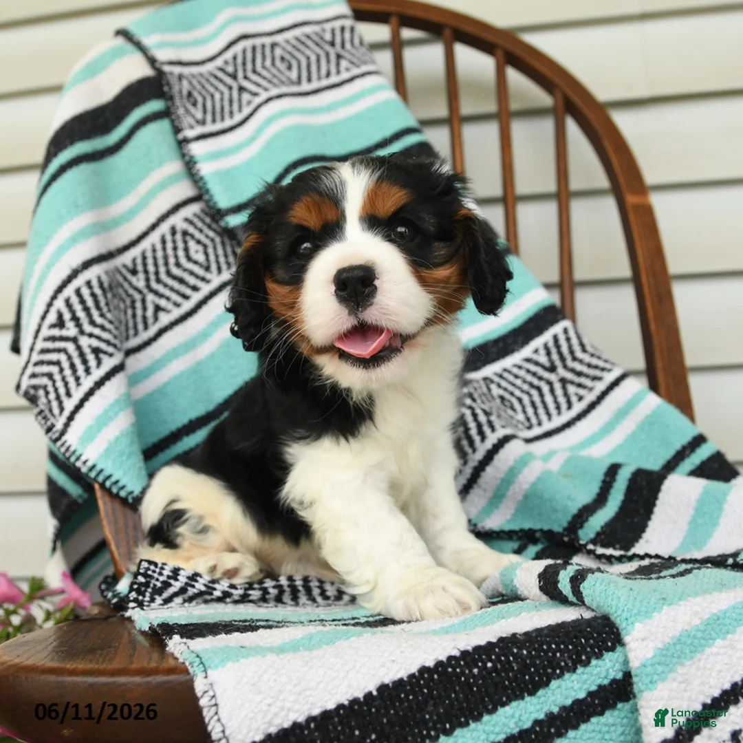 Cavalier King Charles Spaniel dogs for sale: Hatty - Ad 2