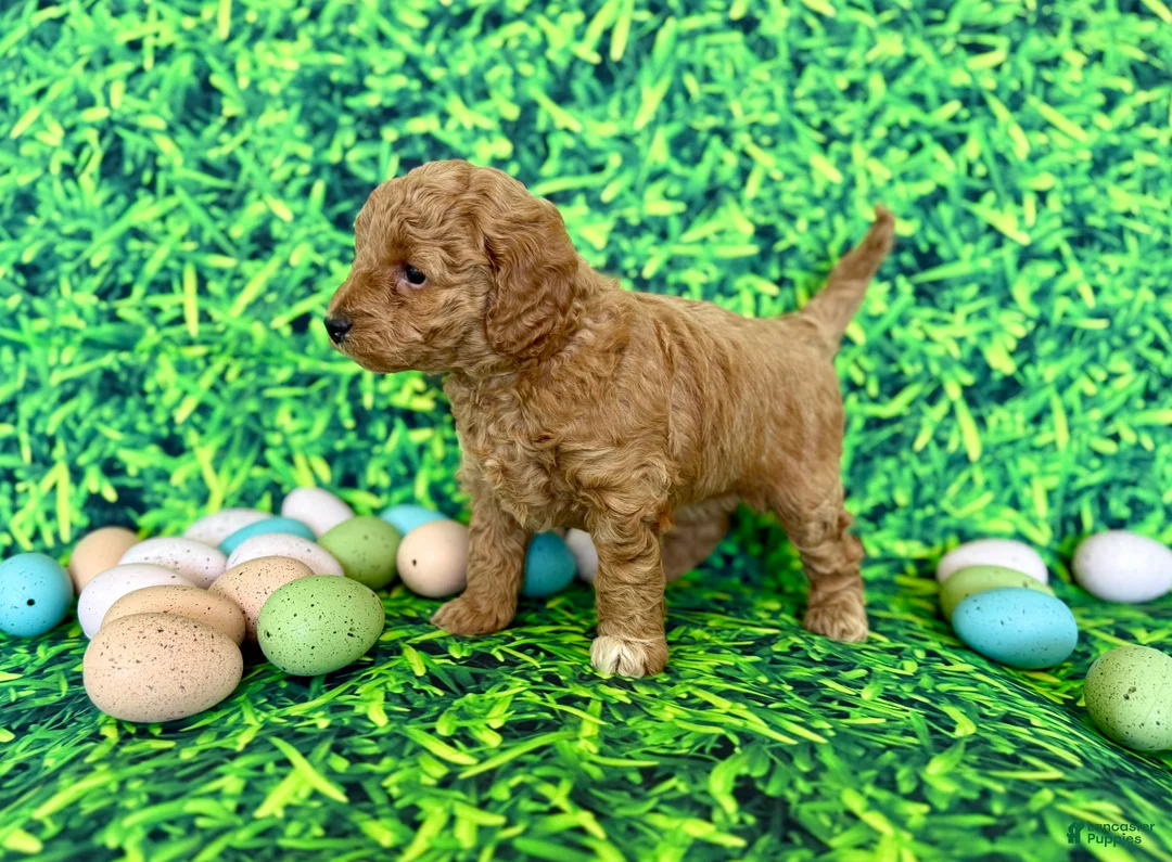 Mini Goldendoodle dogs for sale: Peach Collar  - Ad 2