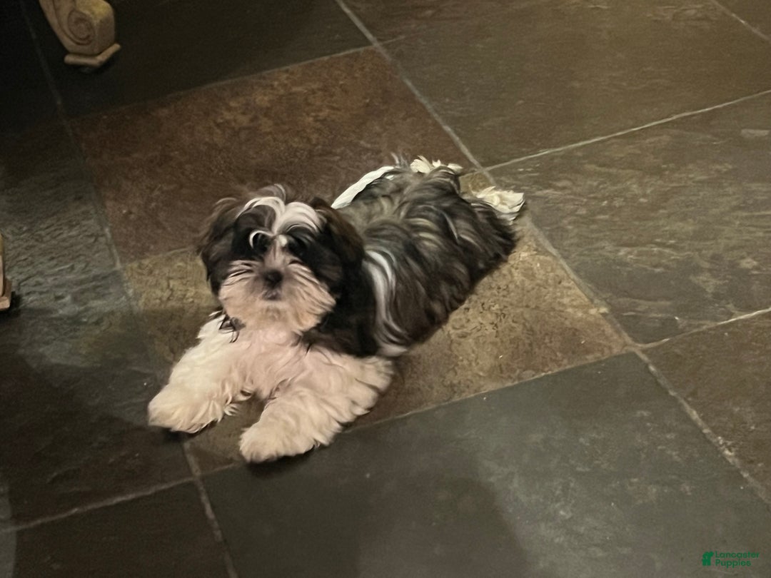 Shih Tzu dogs for sale: Shih Tzu Puppy 2 - Ad 1