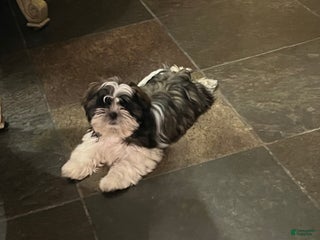 Shih Tzu dogs Shih Tzu Puppy 2 - Ad 1