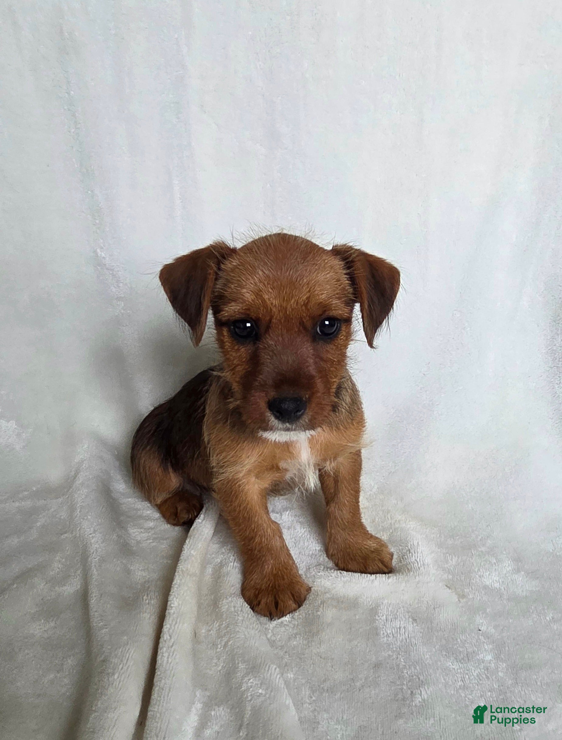 Mixed Breed dogs Bonnie - Ad 1