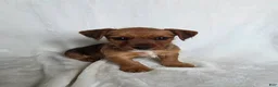 Mixed Breed dogs for sale: Bonnie - Ad 1