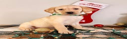Labrador Retriever dogs for sale: Leah - Ad 3