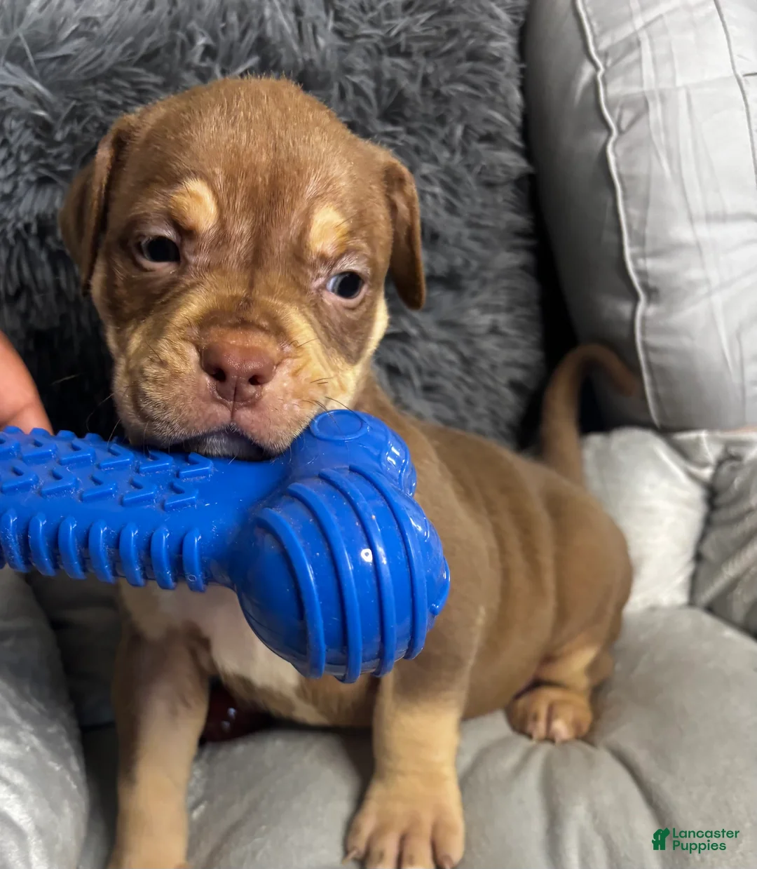 American Bully dogs for sale: Female 1 – Mocha (Chocolate Tri) - Ad 2