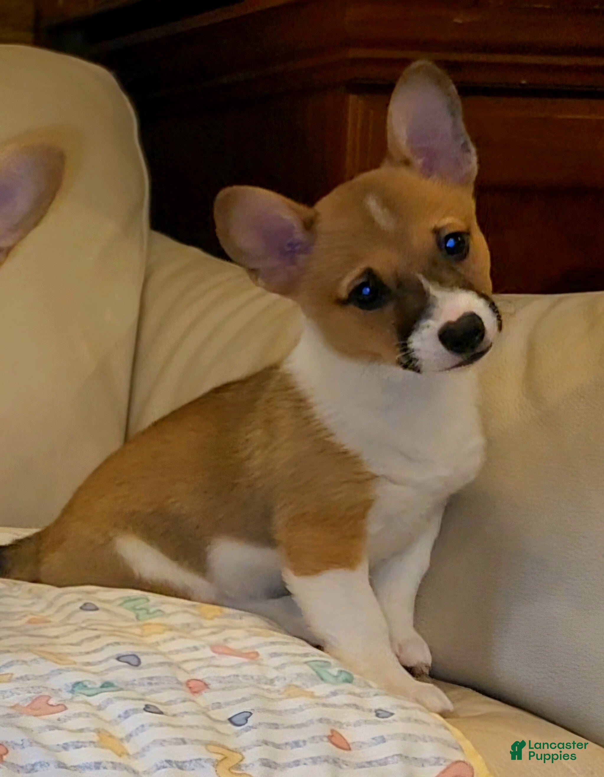 Mixed Breed dogs Athena - Ad 2