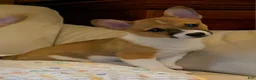 Mixed Breed dogs for sale: Athena - Ad 12