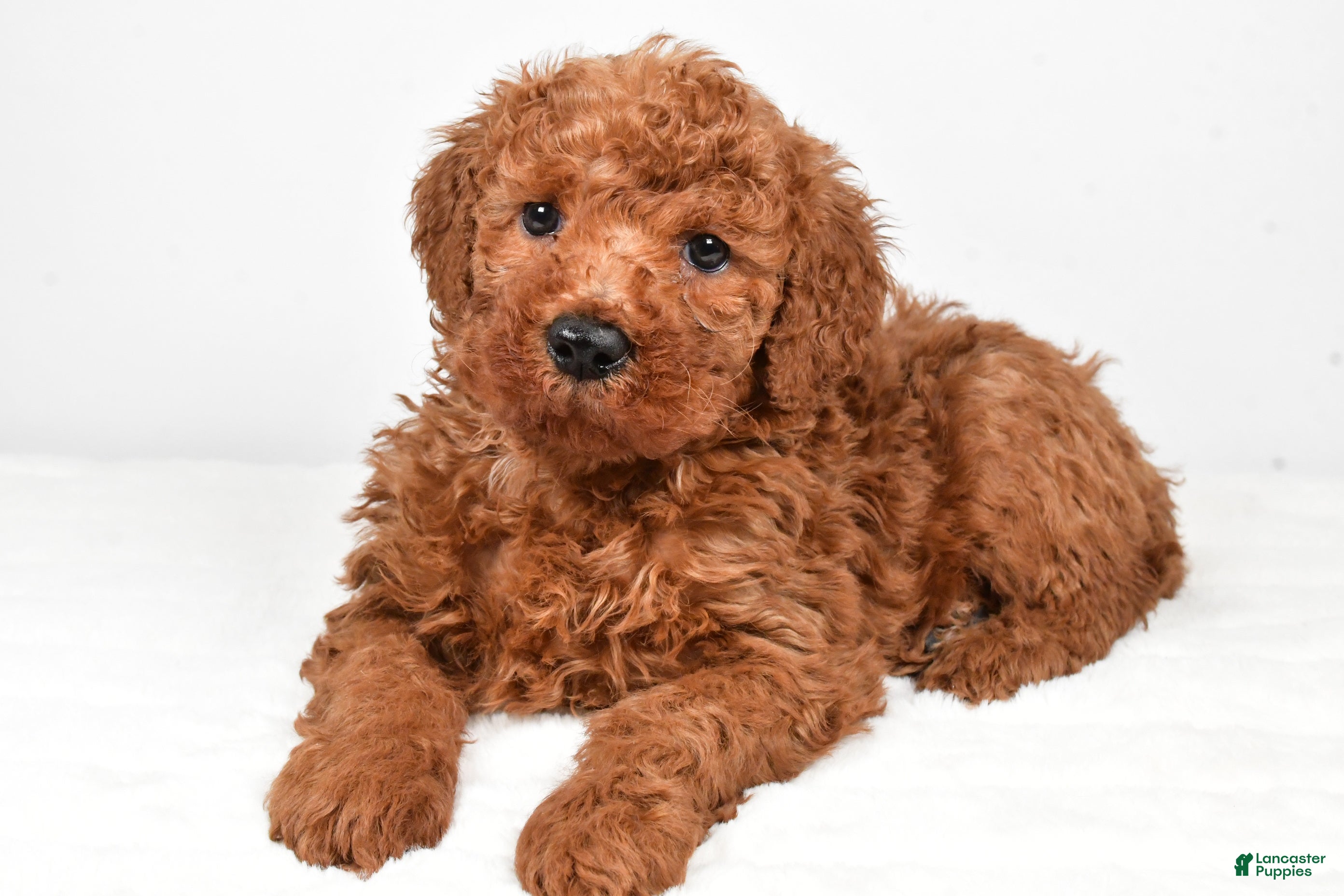 Mini Goldendoodle dogs Bently - Ad 15
