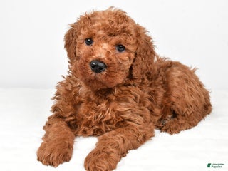 Mini Goldendoodle dogs Bently - Ad 15