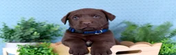 Labrador Retriever dogs for sale: Labrador Retriever Brutus - Ad 1