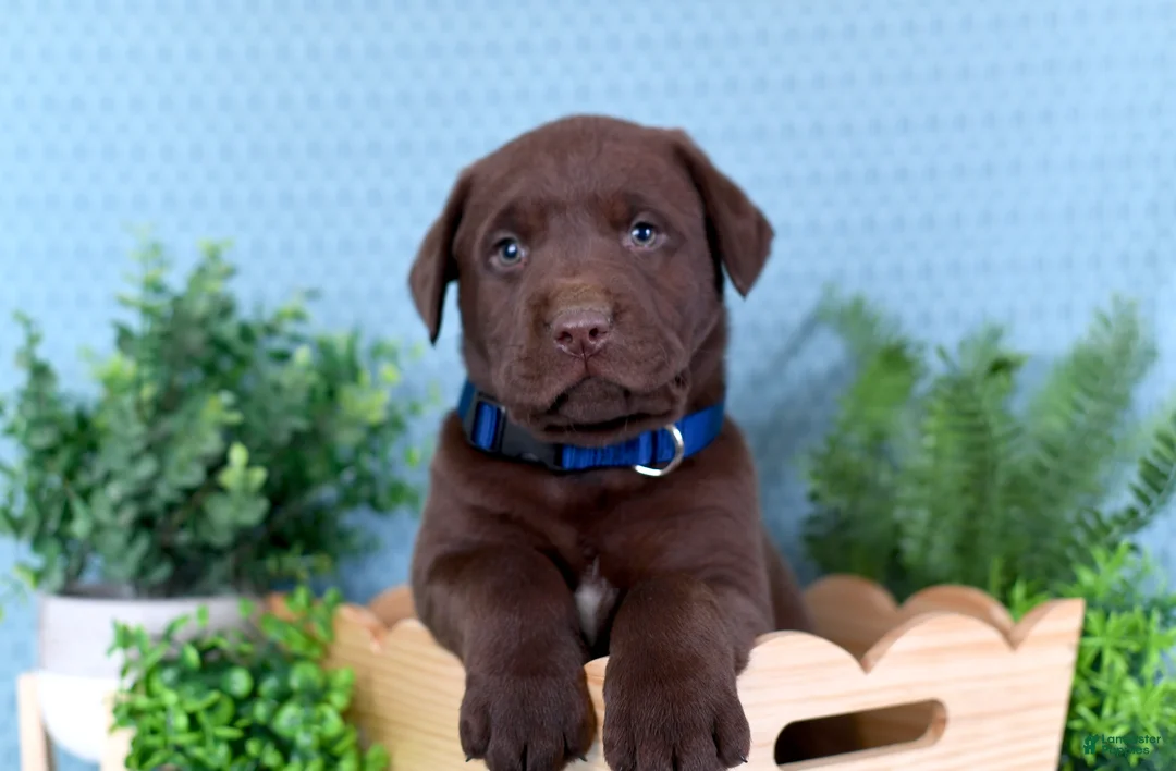 Labrador Retriever dogs for sale: Labrador Retriever Brutus - Ad 1