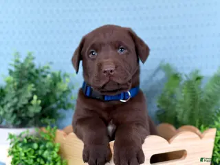 Labrador Retriever dogs for sale: Labrador Retriever Brutus - Ad 3