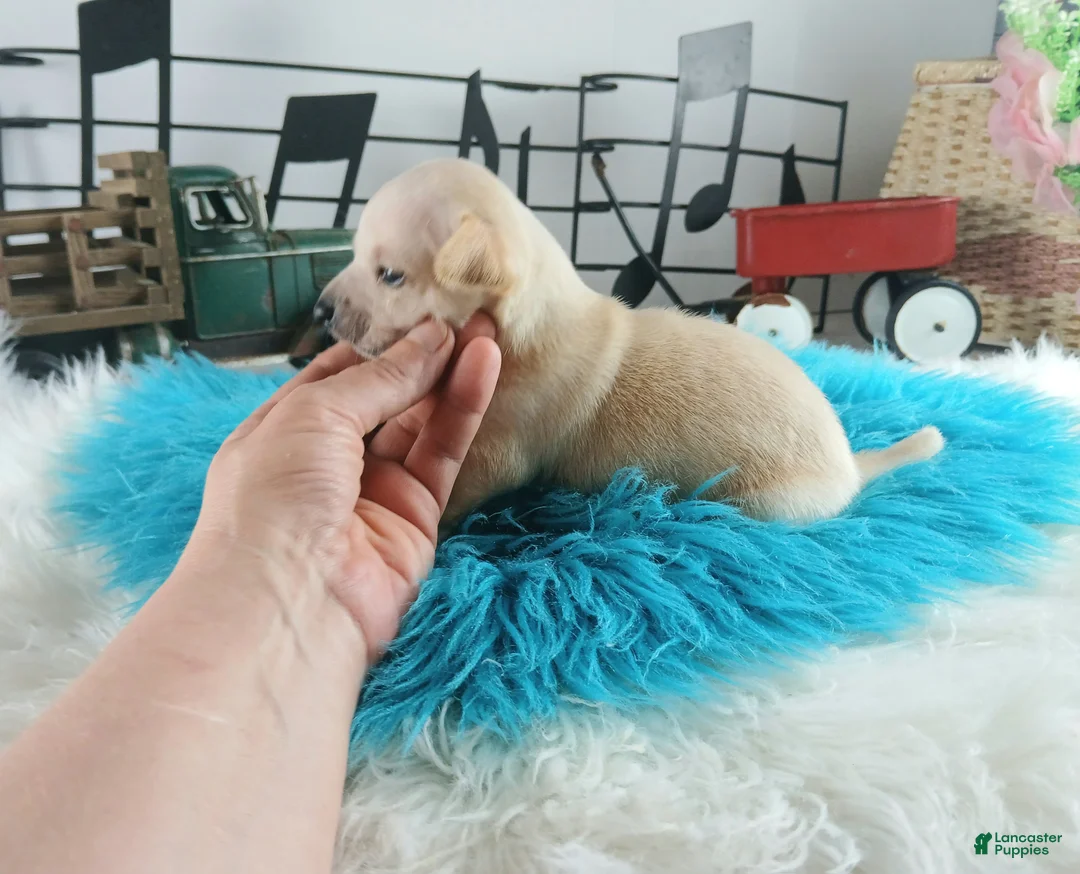 Chihuahua dogs for sale: Cece's cream boy, NATIONWIDE DELIVERY  - Ad 3