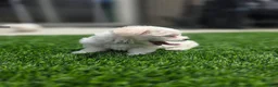 Maltese dogs for sale: 🐾 Adorable Male Maltese Puppy Looking for His Forever Home! 🐾 - Ad 5