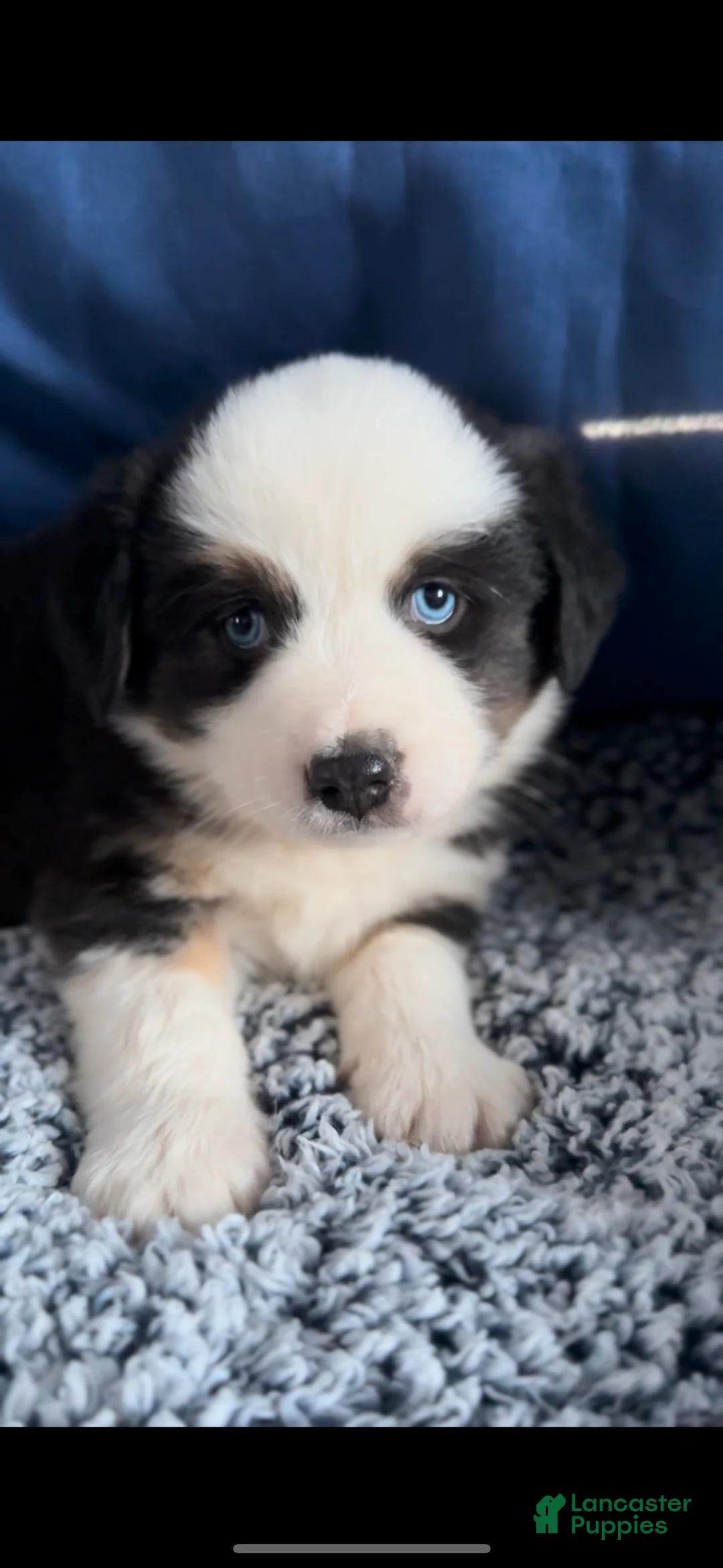 Australian Shepherd dogs for sale: Australian Shepherd Puppy 1 - Ad 3
