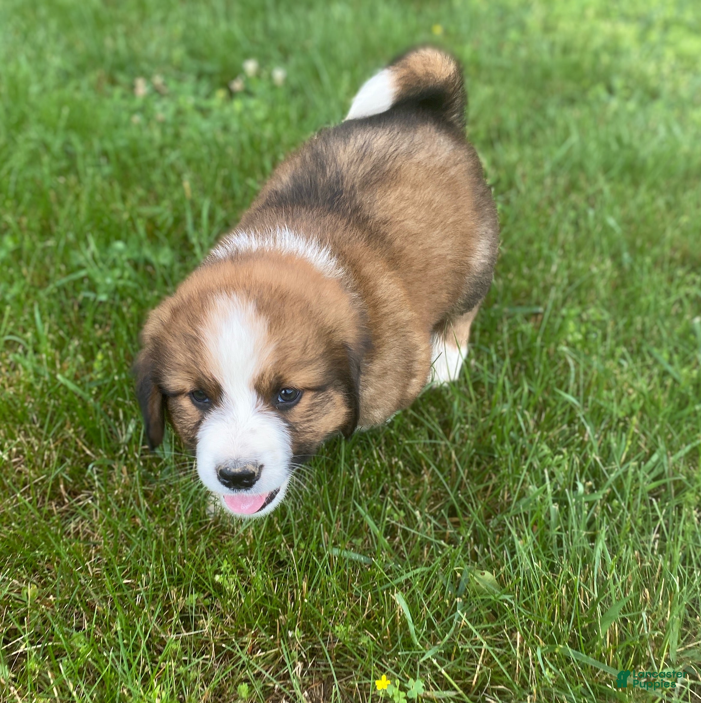 Mixed Breed dogs for sale: ♥️SWEET RIVER♥️ - Ad 12