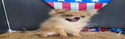 Pomeranian dogs for sale: Pepper's Long Shot - "Archer" - Ad 22