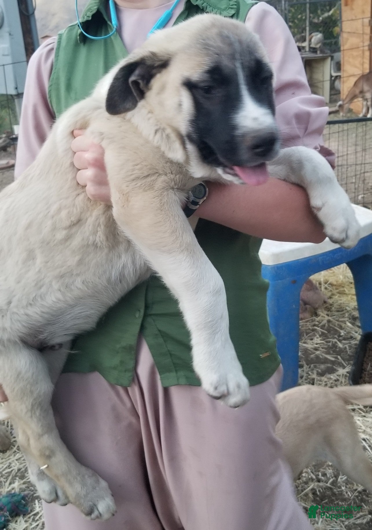 Anatolian Shepherd dogs Barry ⤴️ - Ad 2