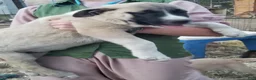 Anatolian Shepherd dogs for sale: Barry ⤴️ - Ad 2
