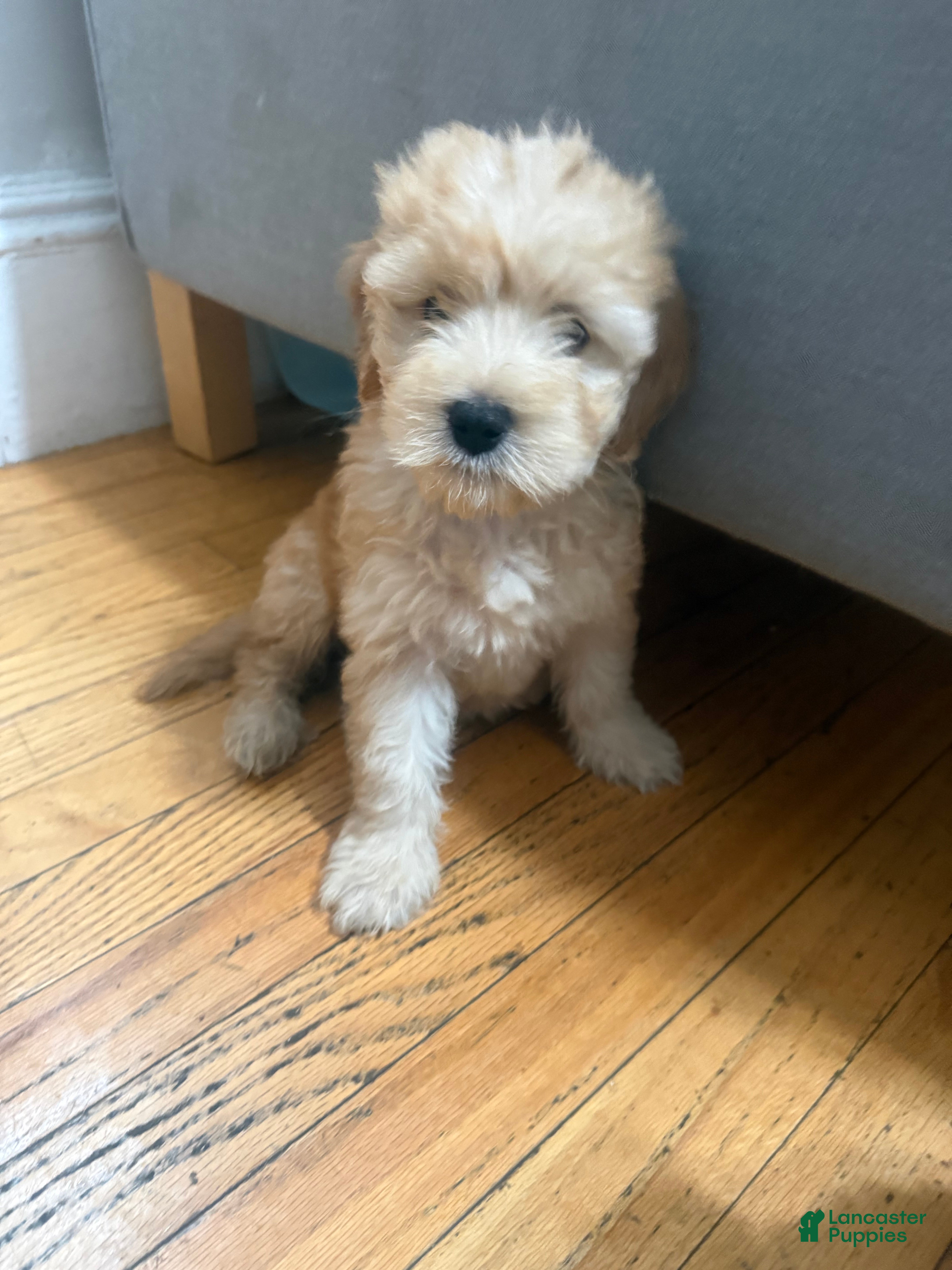 Mixed Breed dogs Luna - Ad 12