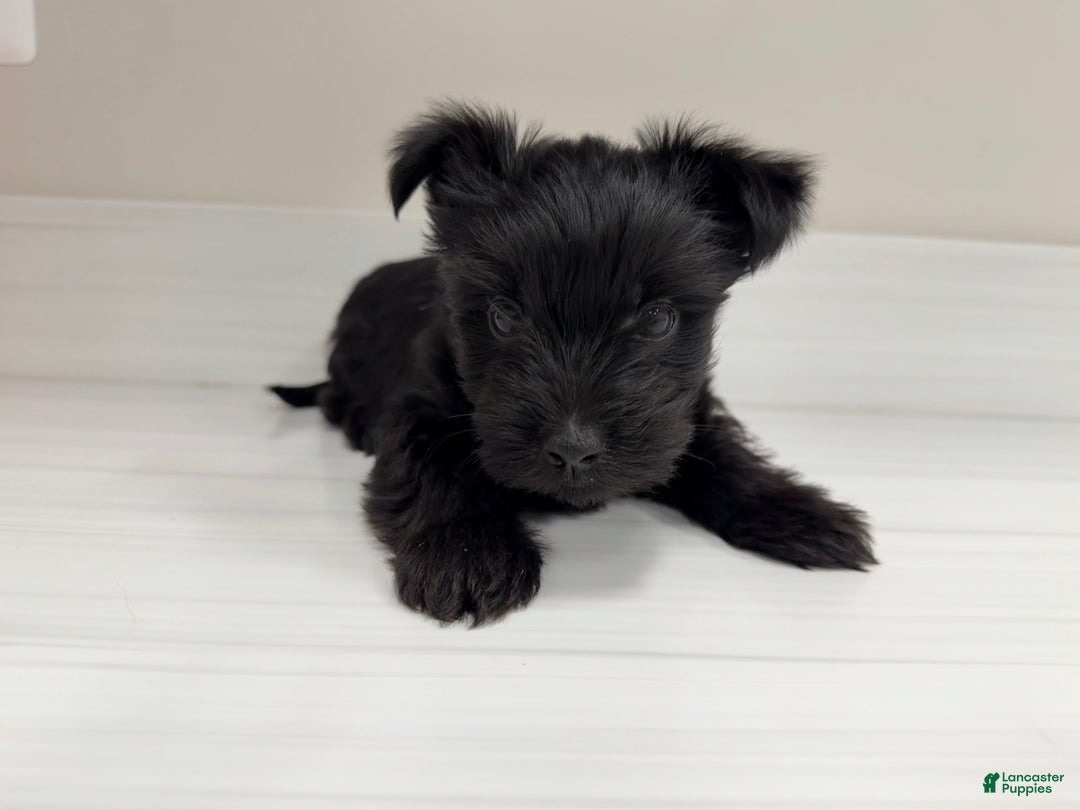 Yorkshire Terrier dogs for sale: Payton - Ad 2